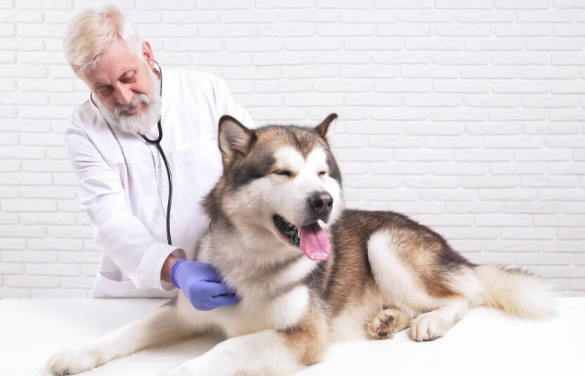 Ветеринар слушает сердце